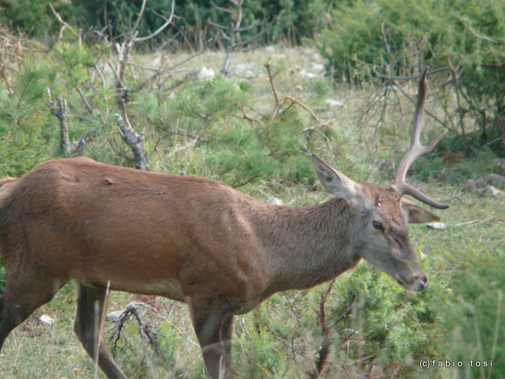 PASSIONE PER IL CERVO